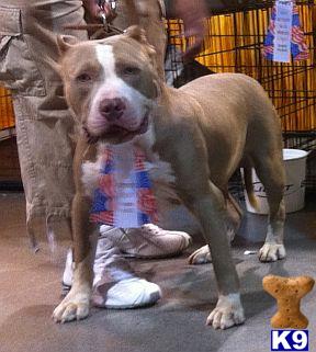 Stud Dogs in LA