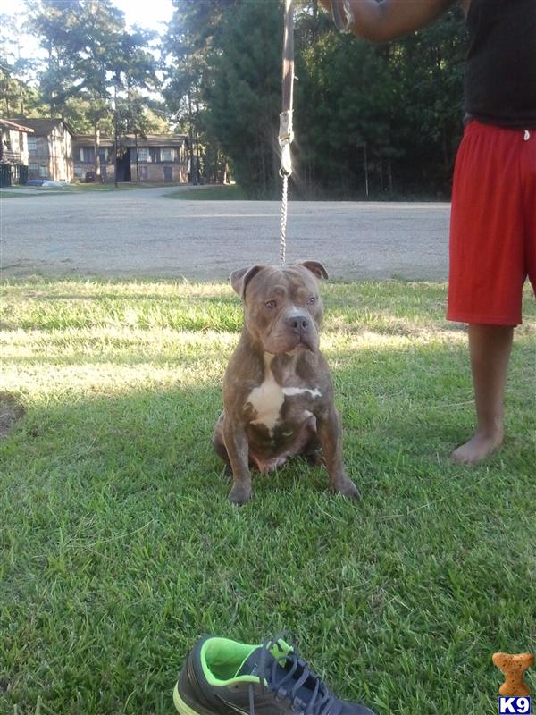 pitfall kennel outkast pitbull ranch wallpaper pitfall kennel outkast pitbull ranch wallpaper