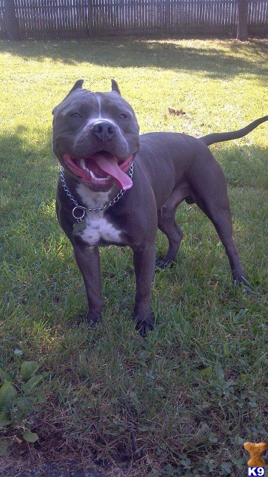 Stud Dogs - American Pit Bull