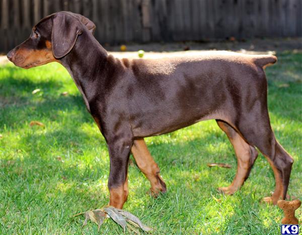 doberman puppies for sale in california document moved doberman puppies for sale in california document moved