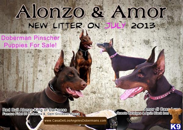 Doberman Pinscher Puppies in CA