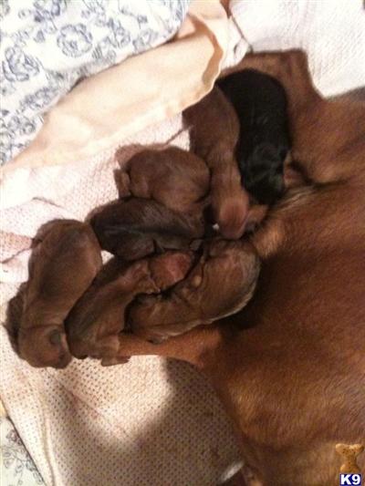 Puppies in Apopka