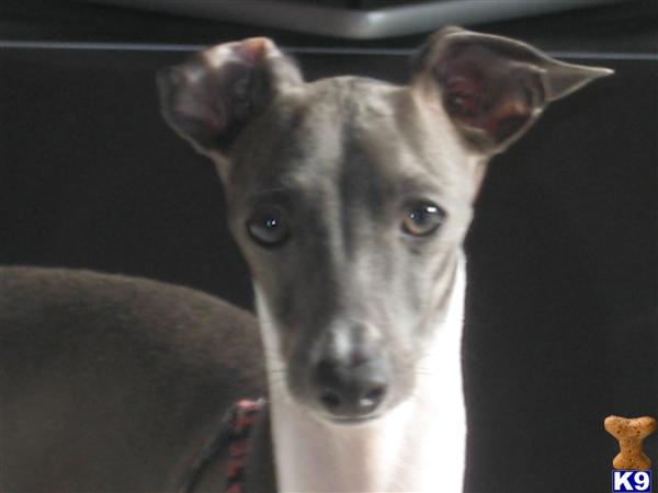 Stud Dogs - Italian Greyhound