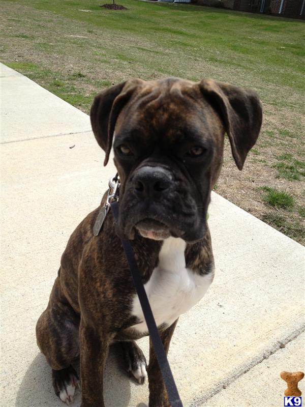 Stud Dogs - Boxer