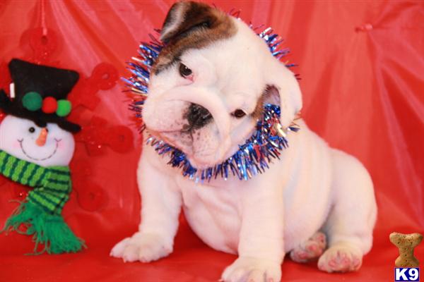 Puppies in MD