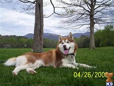 Stud Dogs - Siberian Husky
