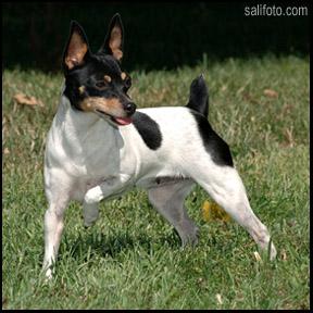 Toy Fox Terrier Puppies for Sale