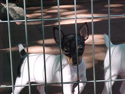 Toy Fox Terrier Puppies for Sale