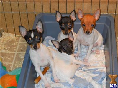 Toy Fox Terrier Puppies