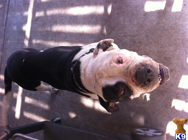 Stud Dogs - American Bulldog