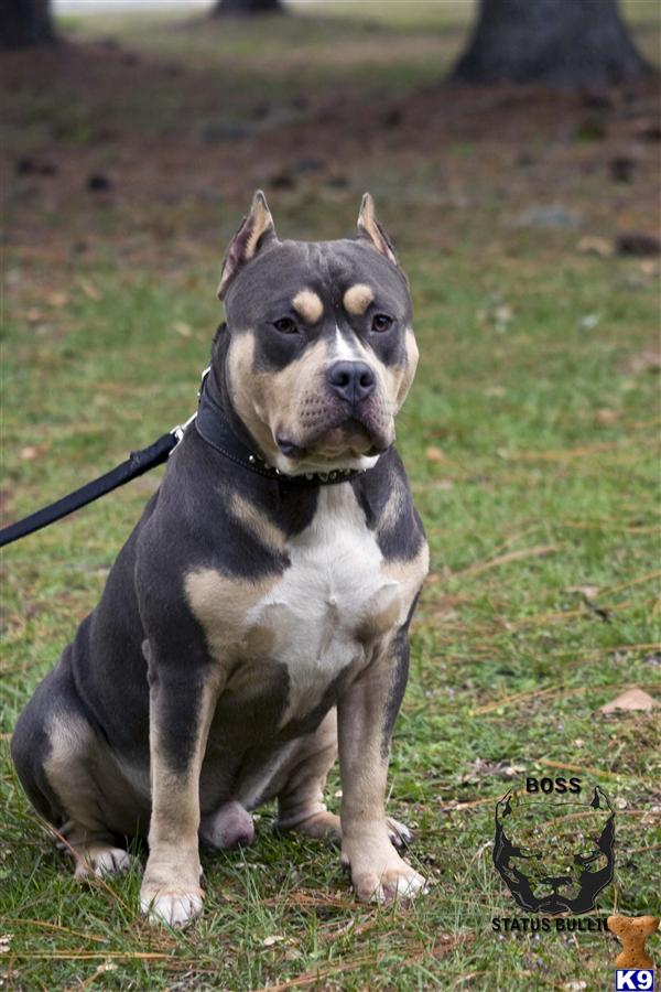 Pit Bull Pics