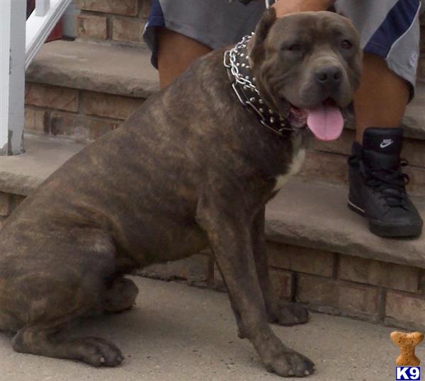 Stud Dogs in NJ