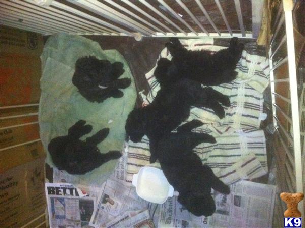 Bouvier des Flandres Puppies
