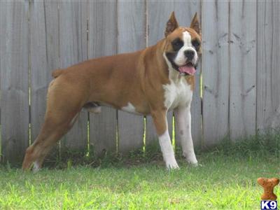 Stud Dogs - Boxer