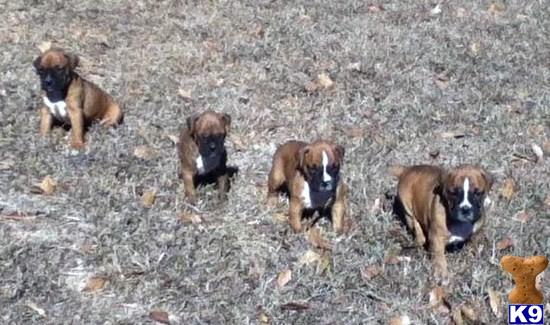 Puppies in SC