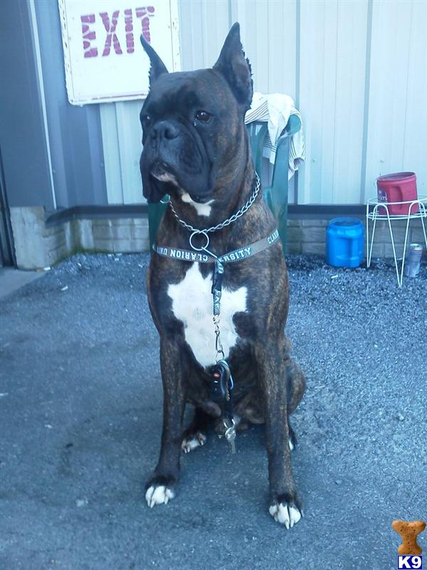 Stud Dogs - Boxer