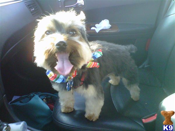 Stud Dogs in MD