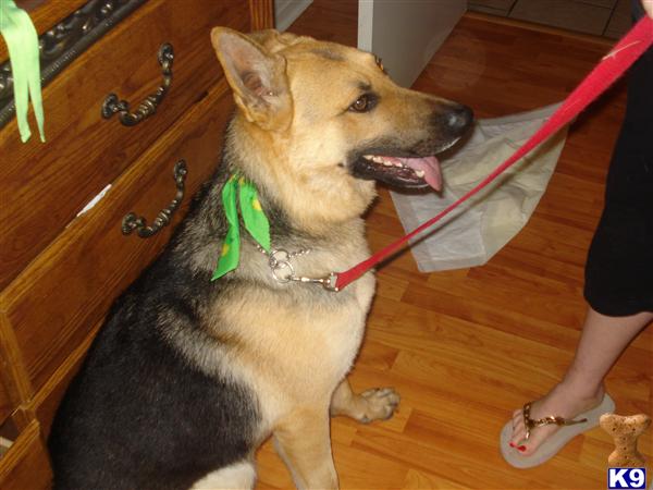 Stud Dogs - German Shepherd