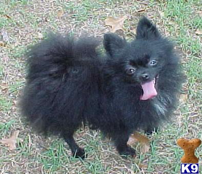 Dogs for Sale in OK