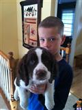 English Springer Spaniel