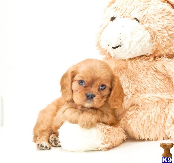Puppies in OH