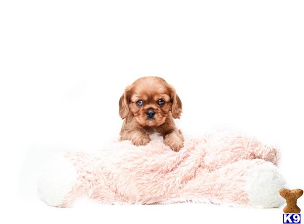 spaniel puppies ohio document moved spaniel puppies ohio document moved