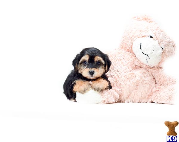 yorkie puppies for sale in toledo ohio yorkie poo puppies for sale in toledo ohio yorkie puppies for sale in toledo ohio yorkie poo puppies for sale in toledo ohio