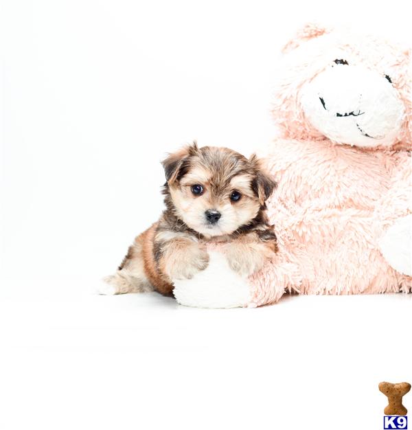 Puppies in OH