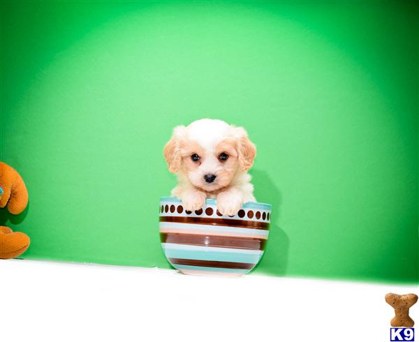 Puppies in OH