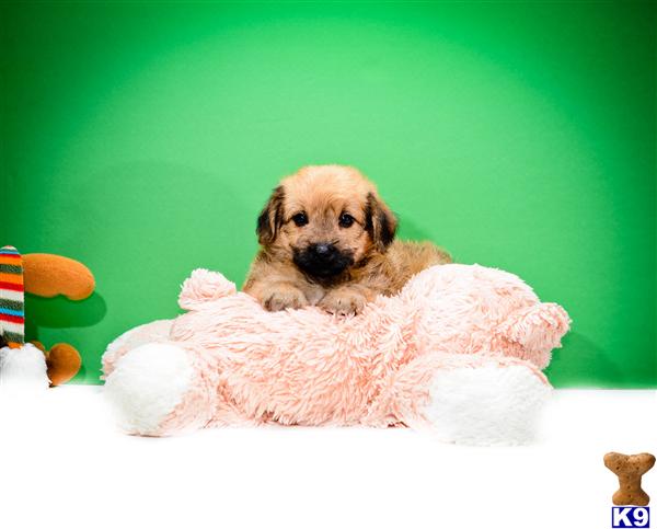 yorkie puppies for sale in toledo ohio yorkie poo puppies for sale in toledo ohio yorkie puppies for sale in toledo ohio yorkie poo puppies for sale in toledo ohio