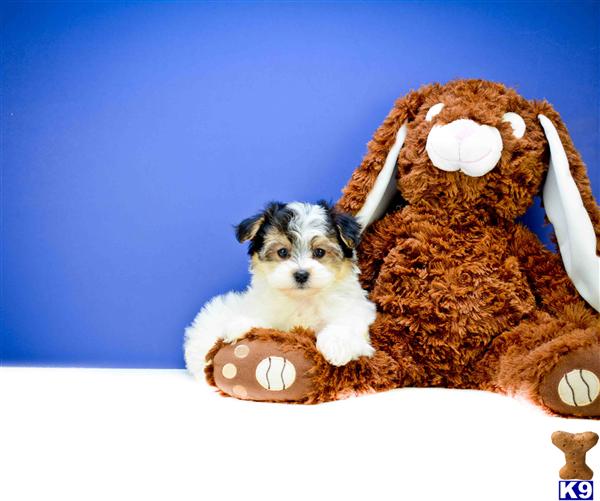 yorkie poo puppies for sale in oregon yorkie breeders albany oregon design breeds picture yorkie poo puppies for sale in oregon yorkie breeders albany oregon design breeds picture