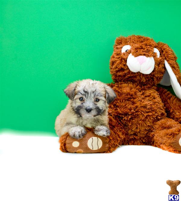 yorkie rescue cleveland ohio yorkie poo for sale in cleveland ohio breeds picture yorkie rescue cleveland ohio yorkie poo for sale in cleveland ohio breeds picture