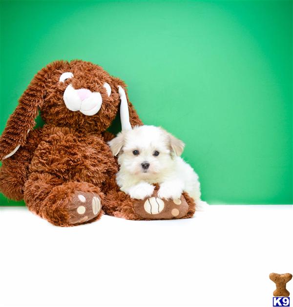 yorkie poo puppies for sale in oregon shih poo puppies for sale in albany oregon breeds picture yorkie poo puppies for sale in oregon shih poo puppies for sale in albany oregon breeds picture