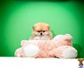 Pomeranian