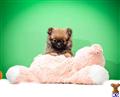 Pomeranian