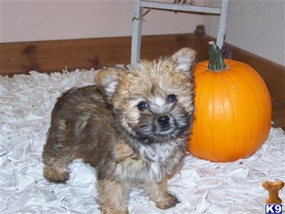 Maltese Puppies for Sale