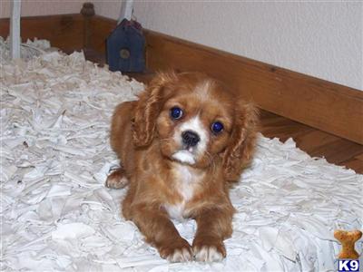 Cavalier King Charles Spaniel Puppies for Sale