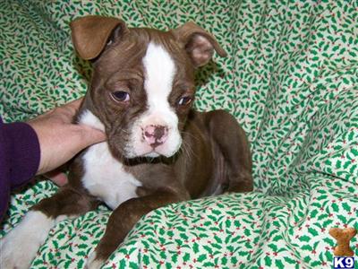Boston Terrier Puppies for Sale
