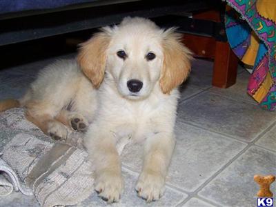 Golden Retriever Puppies for Sale