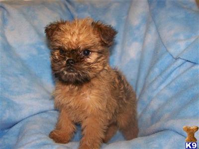 Brussels Griffon Puppies for Sale