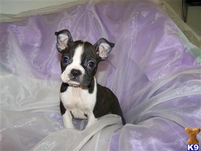 Boston Terrier Puppies for Sale