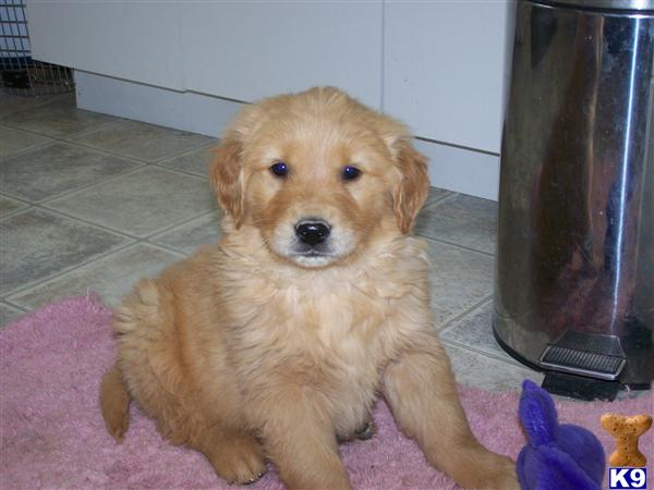 Puppies in Mountain grove