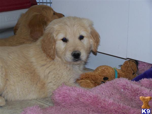 Puppies in Mountain grove