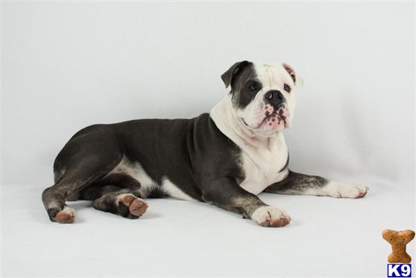 Stud Dogs - Old English Bulldog