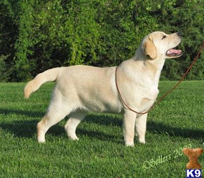 Dogs for Sale in IA golden retriever puppies for sale in iowa. Dogs for Sale in IA