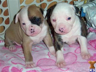 American Bulldog Puppies for Sale