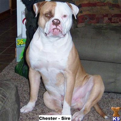 American Bulldog Puppies for Sale