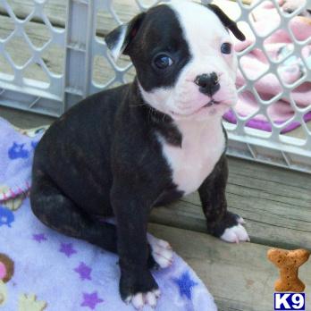 American Bulldog Puppies for Sale