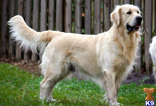 golden retriever stud fee golden retriever stud max mr jones indy 9 years golden retriever stud fee golden retriever stud max mr jones indy 9 years