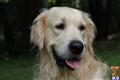 Goldendoodles